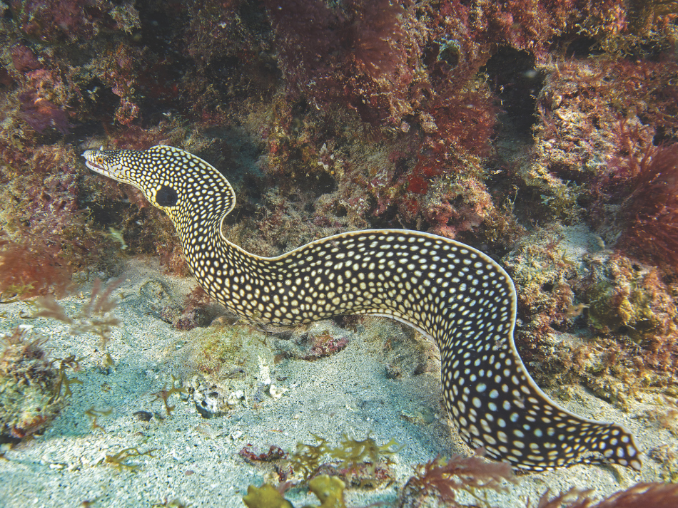 São Nicolau (5)