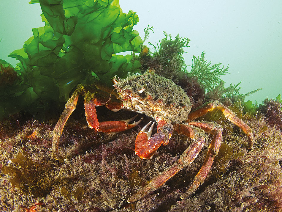 Algen Bretagne 17