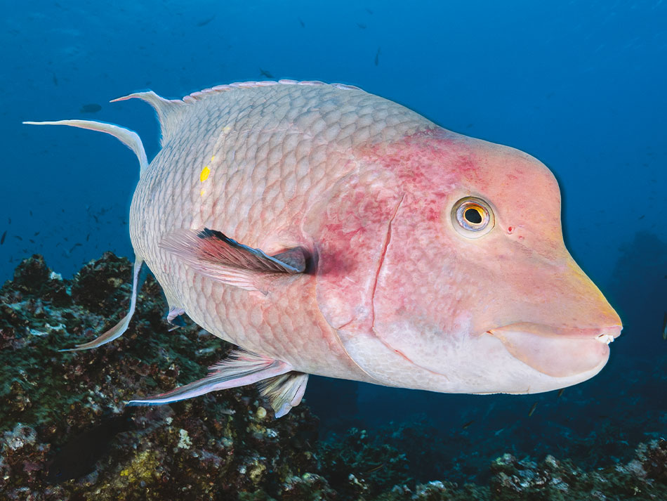 Galapagos Biodiversität 10