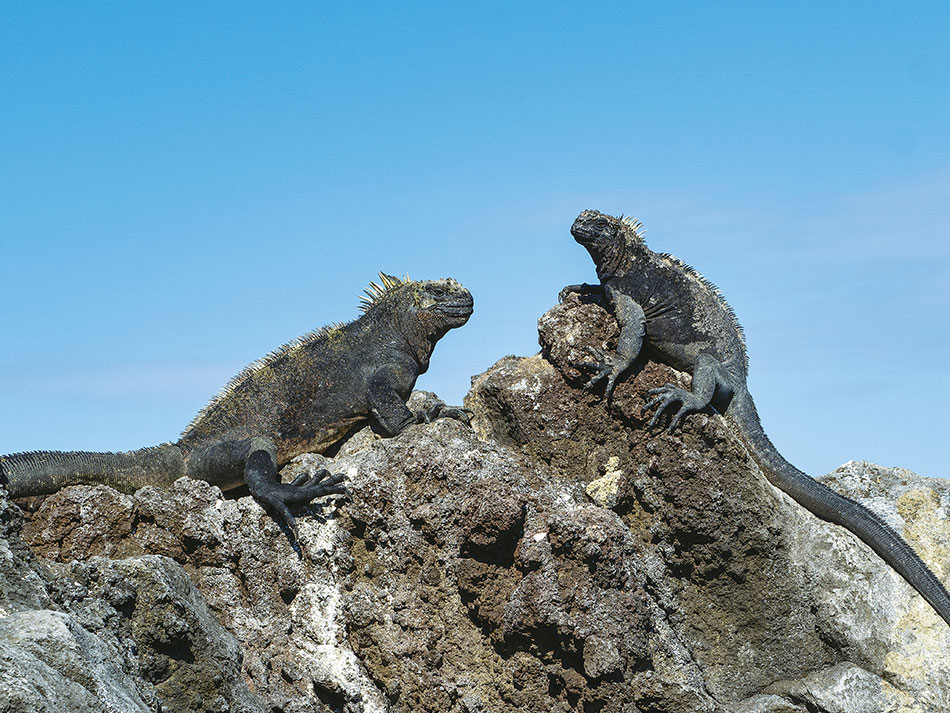 Galapagos Biodiversität 11