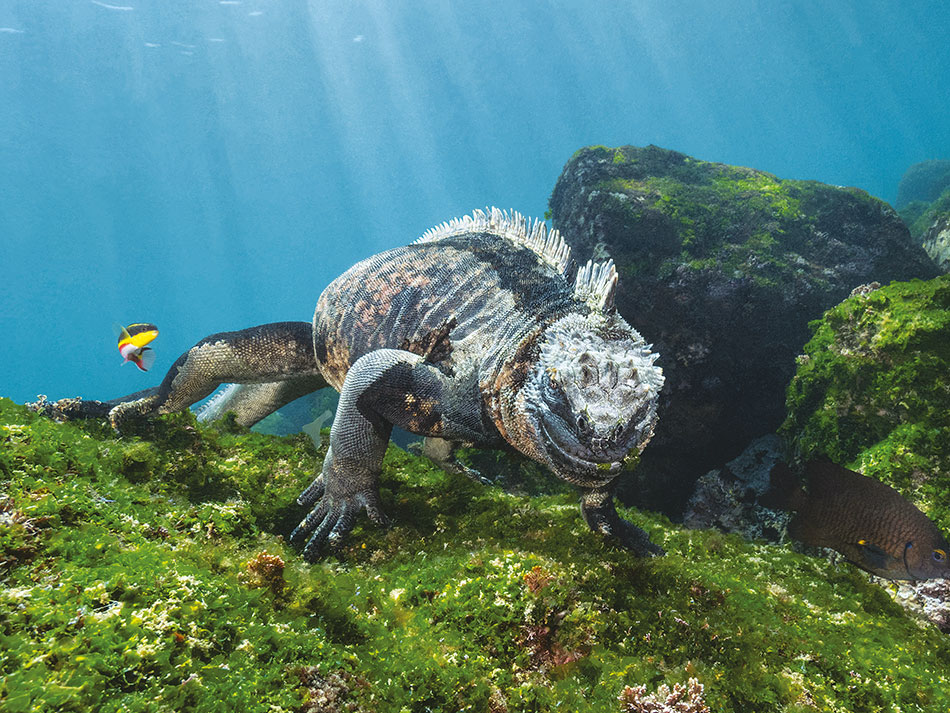 Galapagos Biodiversität 12