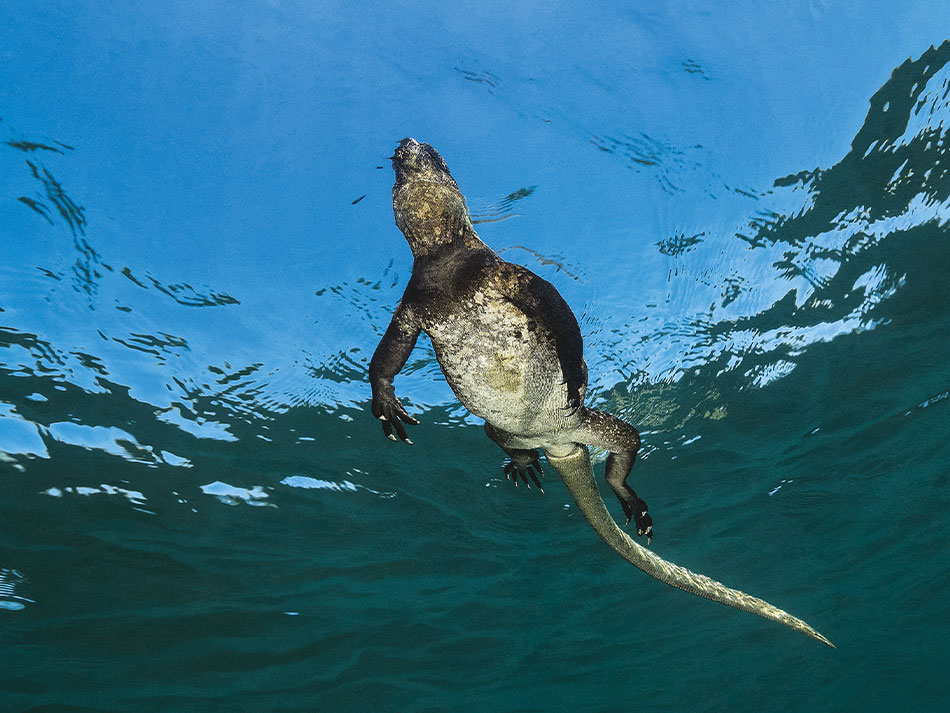 Galapagos Biodiversität 13