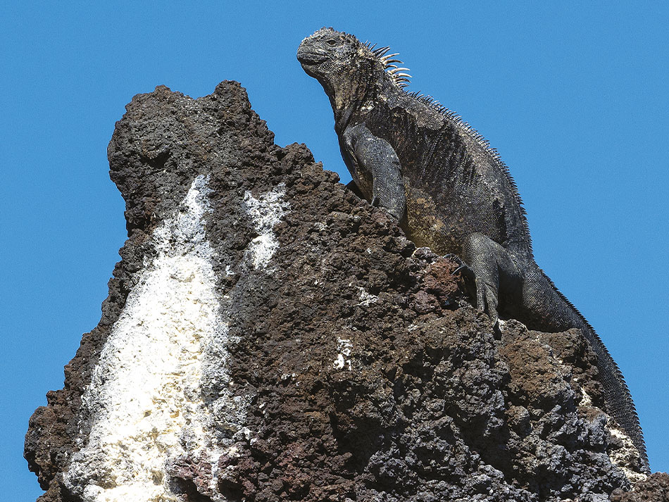 Galapagos Biodiversität 14