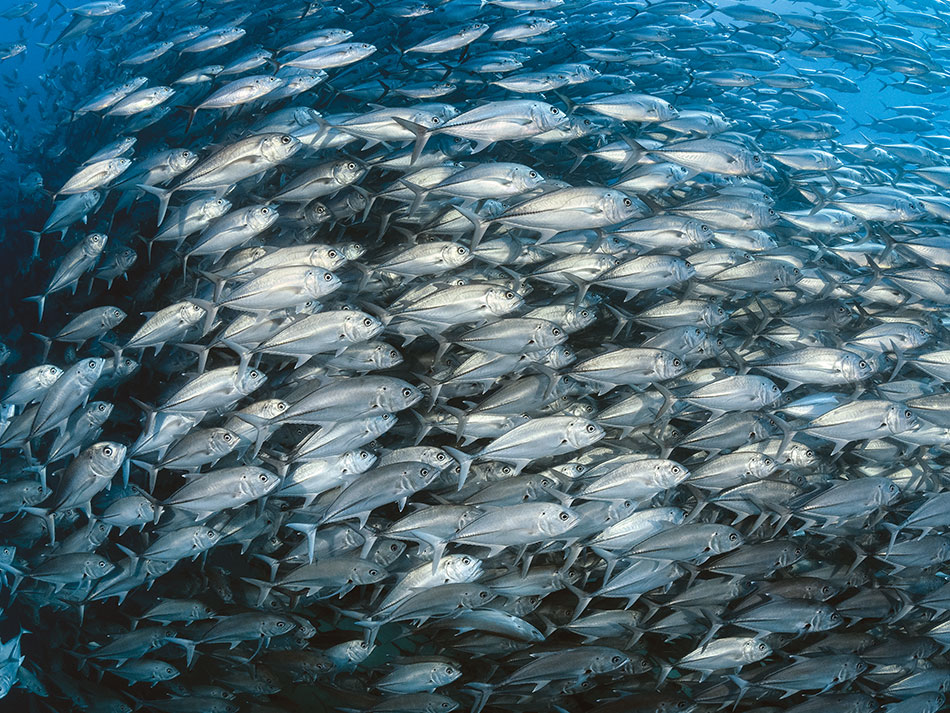 Galapagos Biodiversität 16