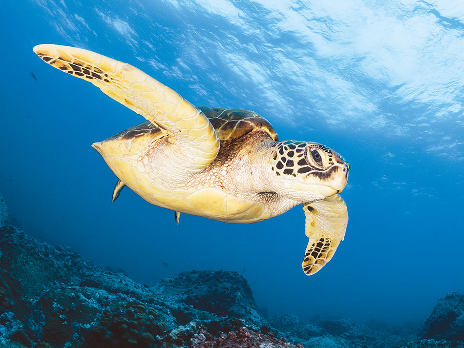 Galapagos Biodiversität 2
