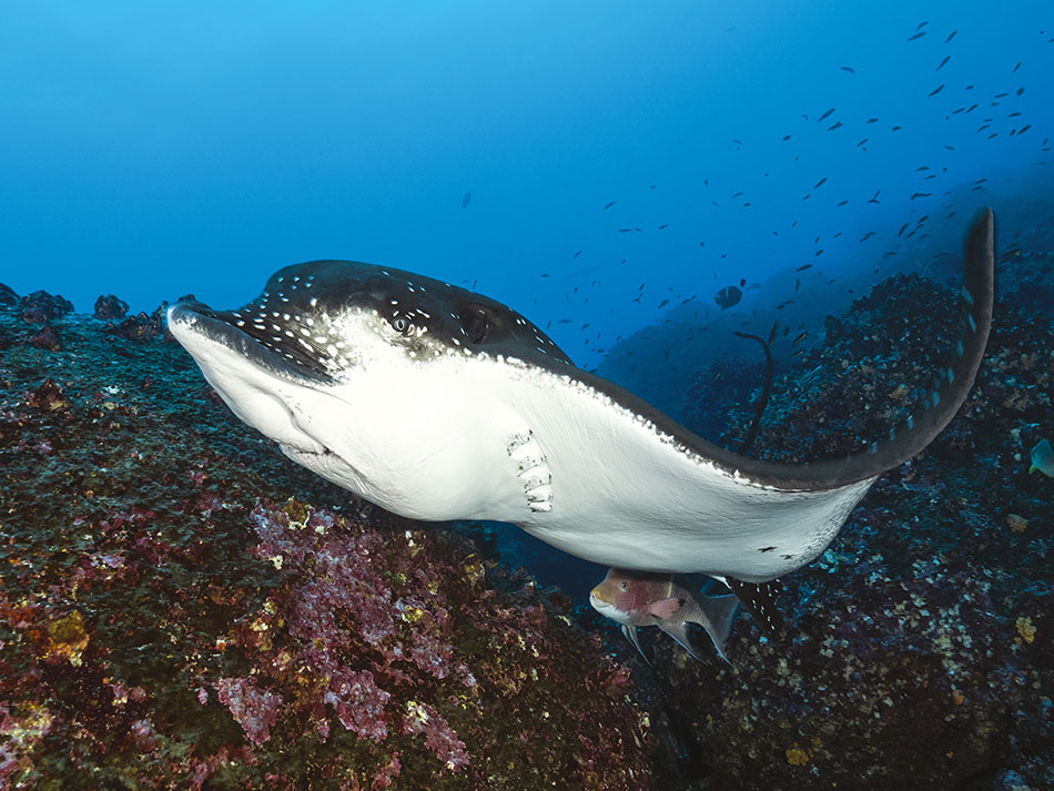 Galapagos Biodiversität 3