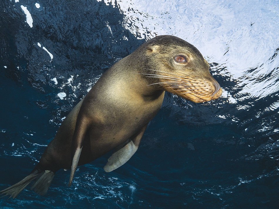 Galapagos Biodiversität 6