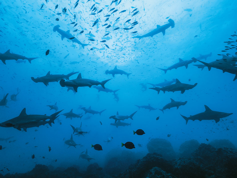 Galapagos Biodiversität 9