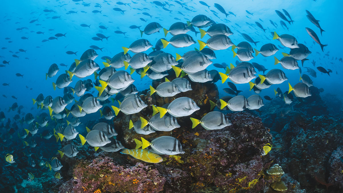 Galapagos biodiversite