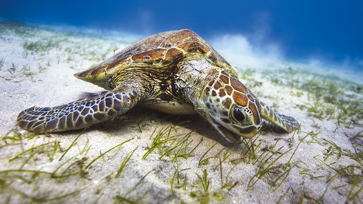 Ou observer tortue marine