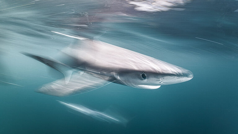 Requin bleu cornouailles