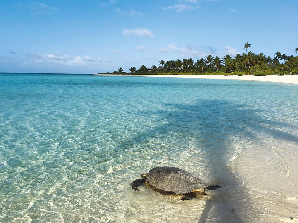 Meeresschildkröte Polynesien 3