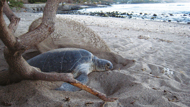 Tortue marine reunion