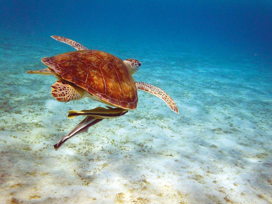 Marsa-Alam-Schildkröte