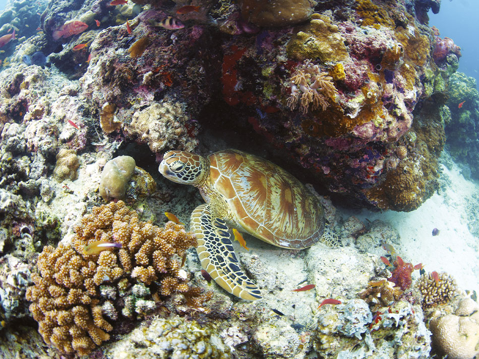 Sipadan-Schildkröte