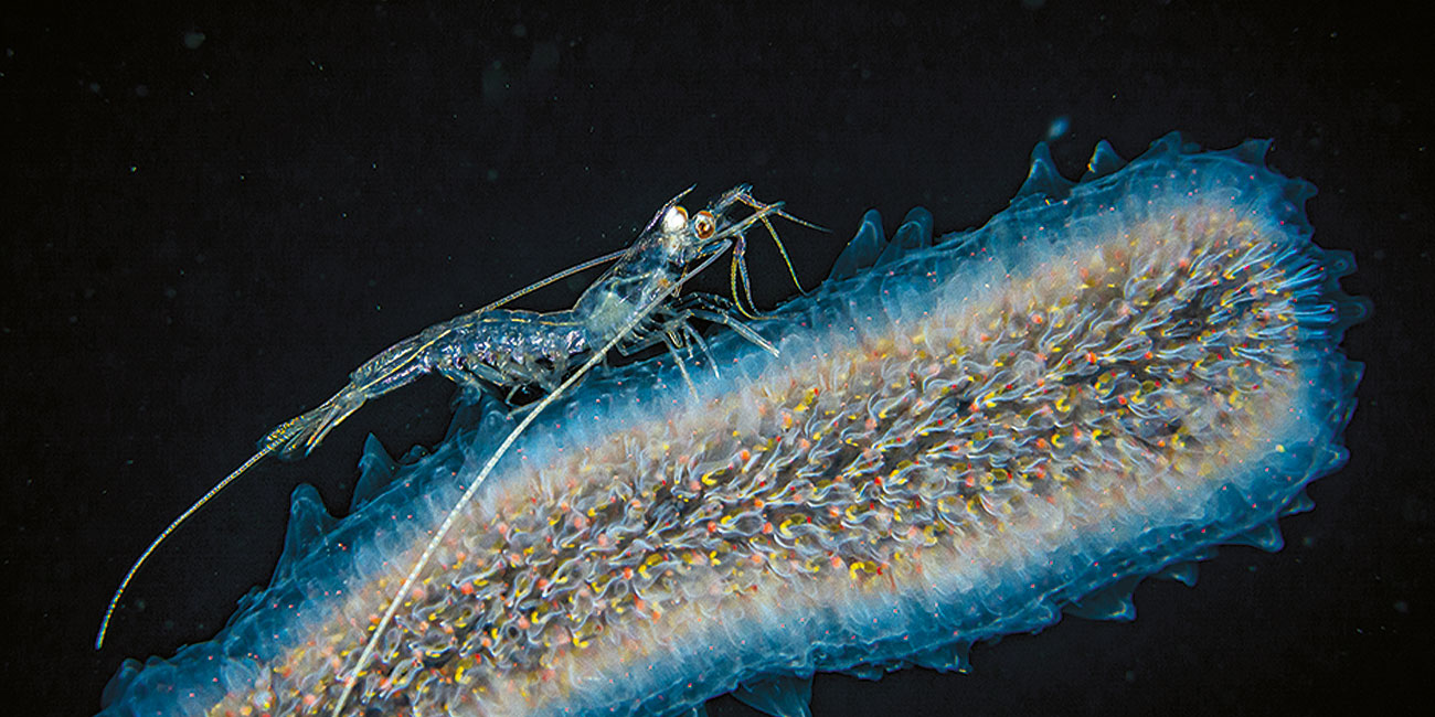 Crevette astronaute pyrosomes