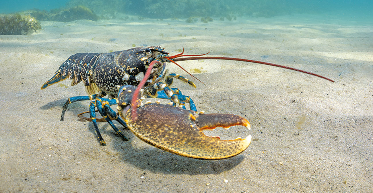 Homard cornouailles