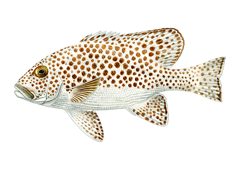 Plongez n56 bdp bio Bild 1