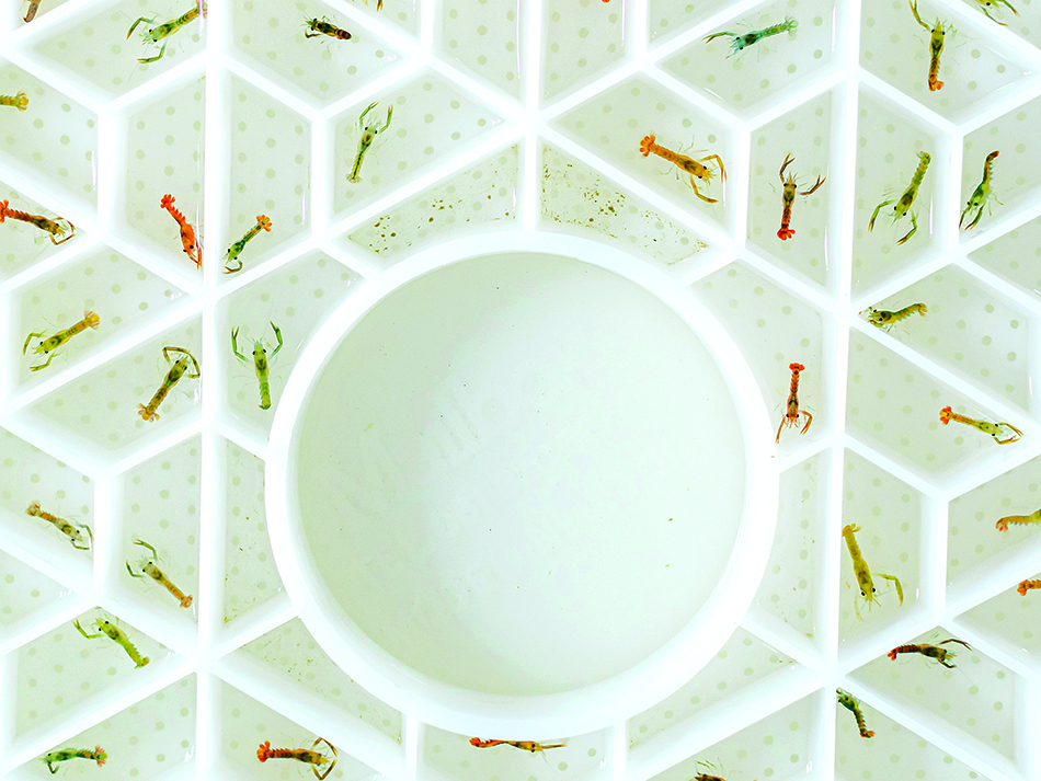Plongez n56 bdp biodiversite Bild 1