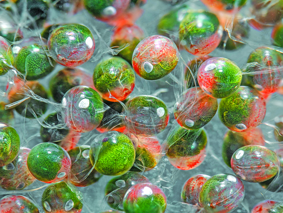 Plongez n56 bdp biodiversite Bild 5