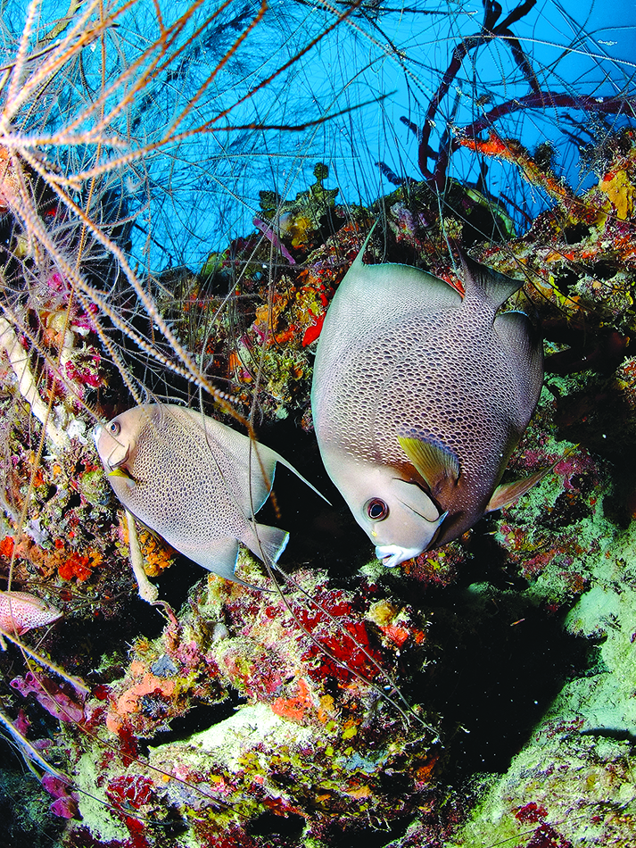 Plongez n56 bdp Zielfoto 2