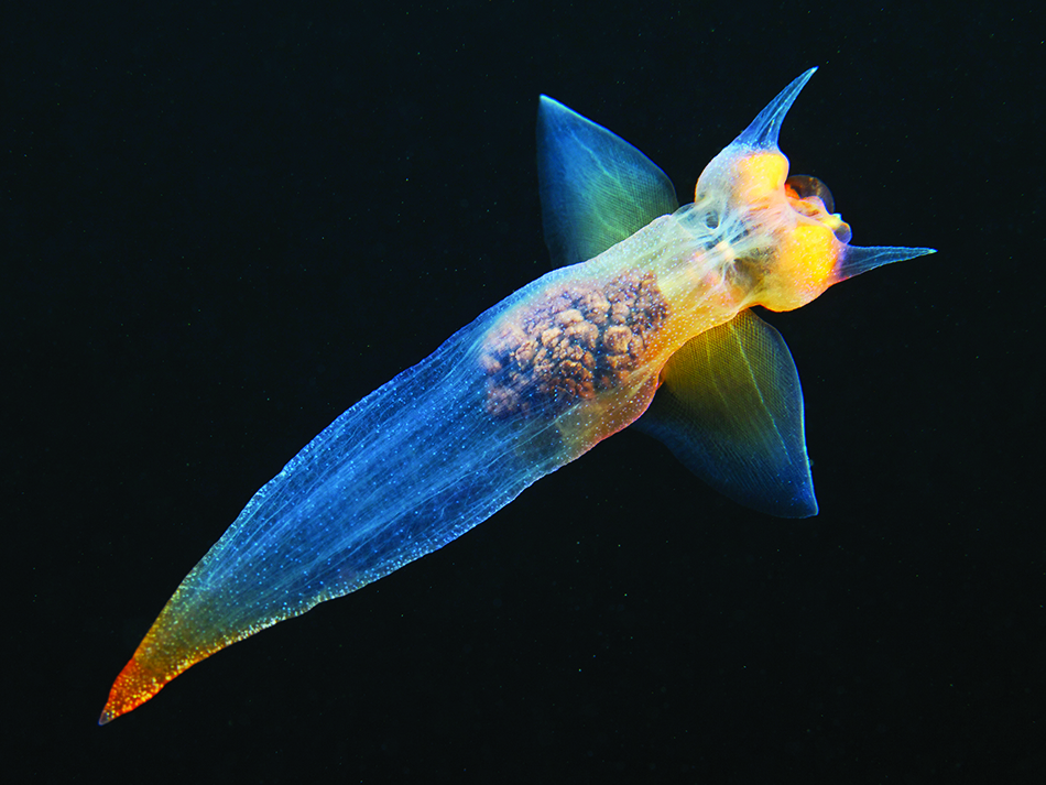 Clione limacina