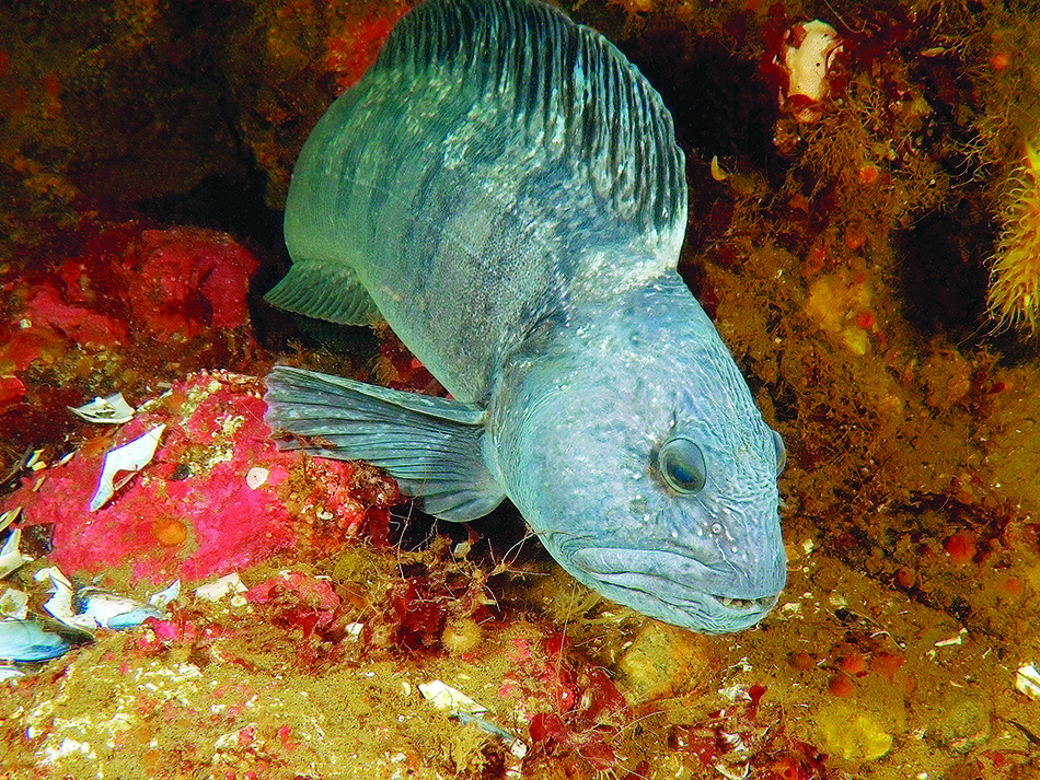 Atlantischer Katfisch (Anarhichas lupus), Weißes Meer, Karelien, Russland