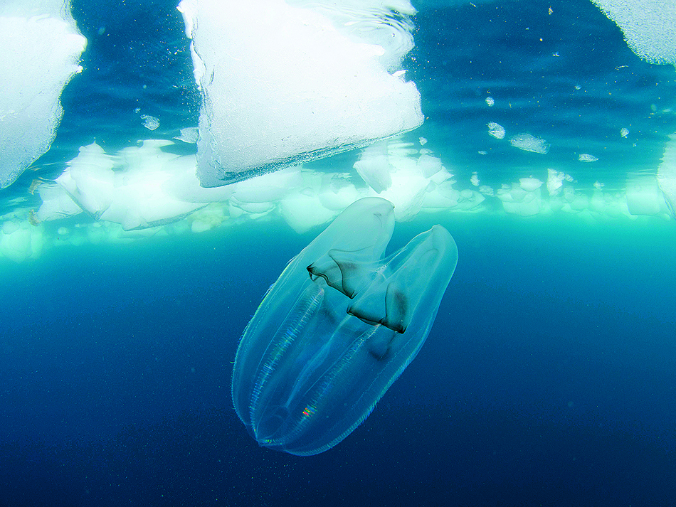 Eine Rippenqualle (Ctenophore) in der Antarktis
