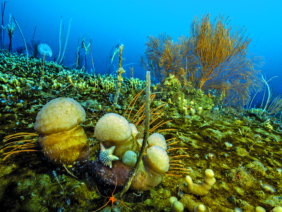 Plongez n56 biodiversite bild 8