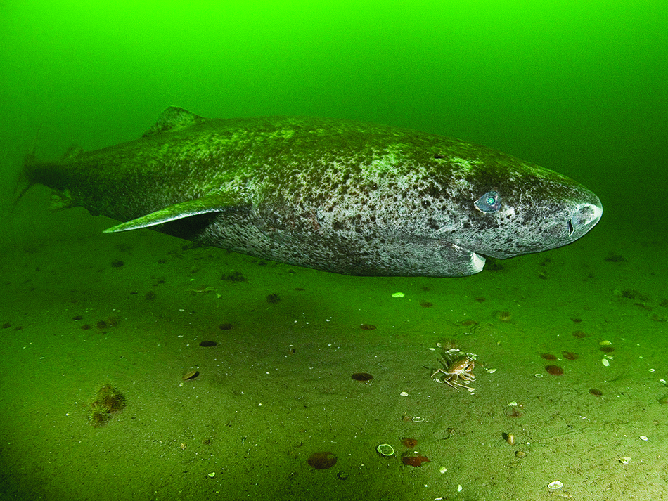 Grönlandhai oder Grönland-Schlafhai, Somniosus microcephalus, Sankt-Lorenz-Strommündung, Kanada (dieser Hai war wild und ungebunden)
