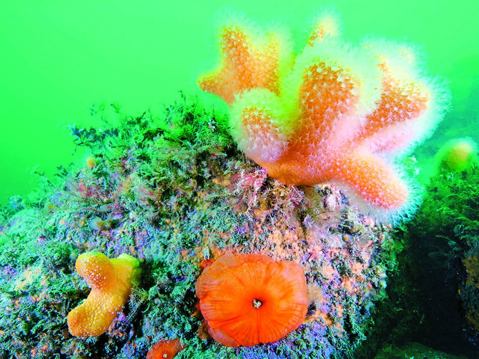 Ria d'Etel, Gemeiner Alcyon oder Totemannshand (Alcyonium digitatum)