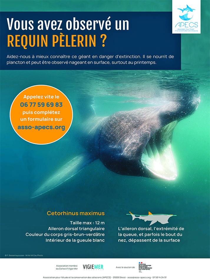 Plakat Riesenhai MMN APECS 2024 1