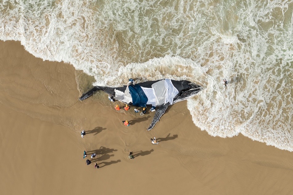 © craig parry gewinner menschliche verbindung