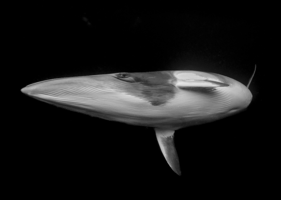 © marcia reiderer gewinnerin kunstfotografie