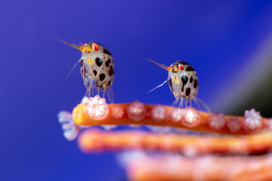 © yury ivanov der ocean photographer of the year 2025 gesamtgewinner