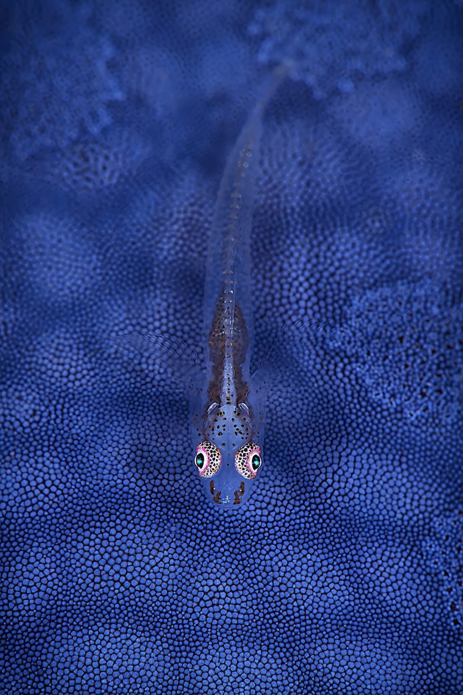 GOLD Makro Experte Stefano Scortegagna