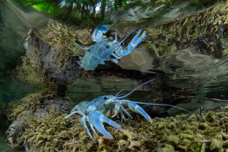 Zwei blaue Krebse bewegen sich in einem aquatischen Lebensraum, der reich an Unterwasservegetation ist.