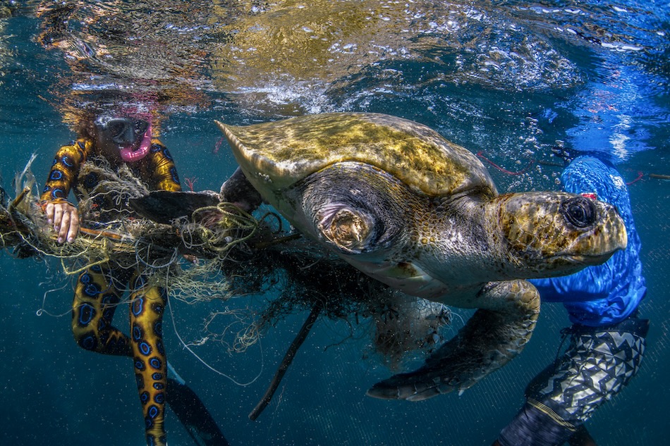 Eine Schildkröte schwimmt zwischen Tauchern, die Unterwasserabfälle beseitigen.