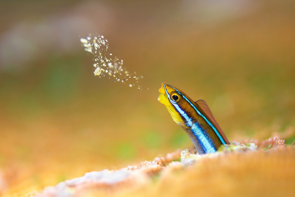Ein farbenfroher Fisch taucht aus einem Korallenriff auf und wirbelt Partikel im Wasser auf.