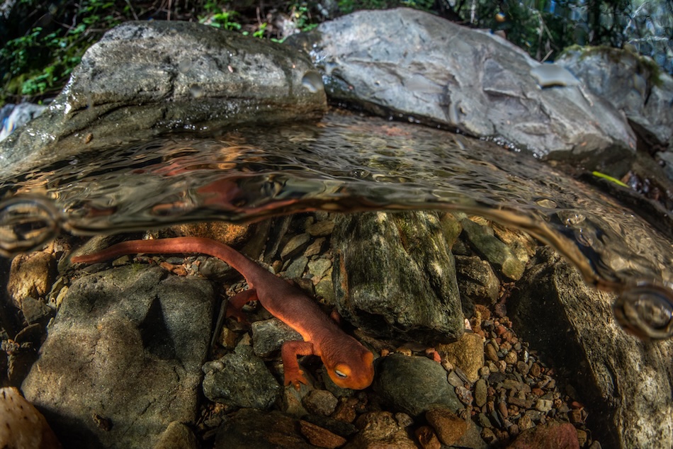 Ein orangefarbener Salamander bewegt sich zwischen Felsen am Rand eines Unterwasserbachs.