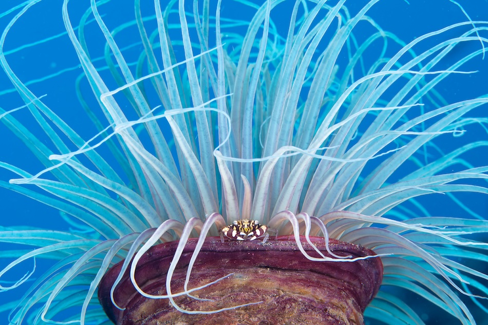 Eine farbenfrohe Anemone beherbergt einen Clownfisch und veranschaulicht die faszinierende Biodiversität der Korallenriffe.
