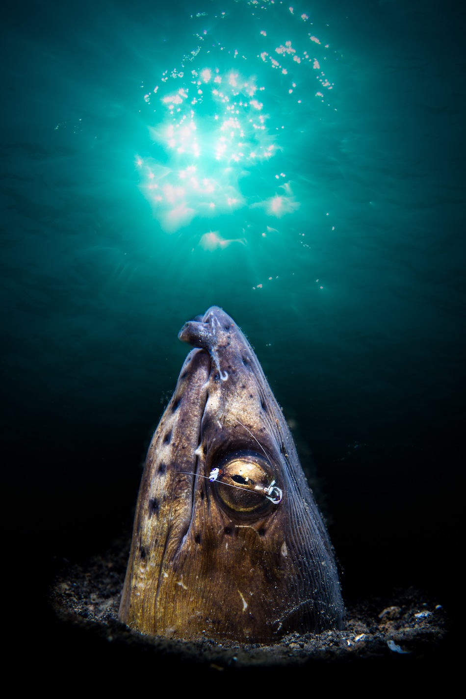 Ein neugieriger Fisch taucht aus der Tiefe auf, beleuchtet vom gefilterten Licht der Oberfläche.