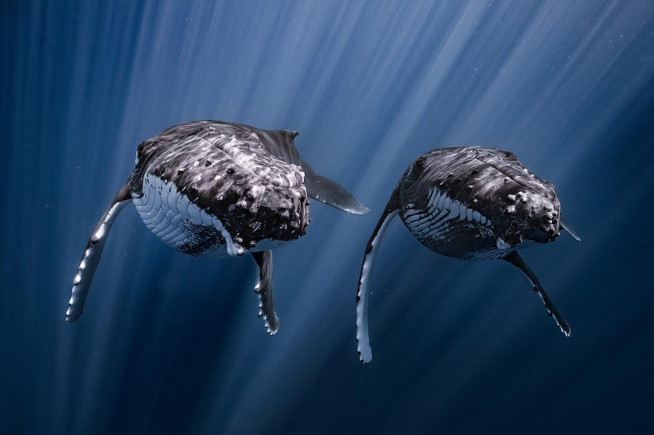 Zwei majestätische Buckelwale schwimmen anmutig in den Tiefen des Meeres und veranschaulichen die Schönheit der Unterwasserwelt.