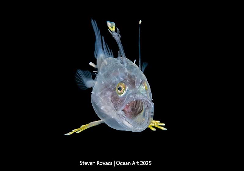 Transparenter Fisch mit leuchtenden Augen, der die faszinierende Biodiversität der Meerestiefen illustriert.