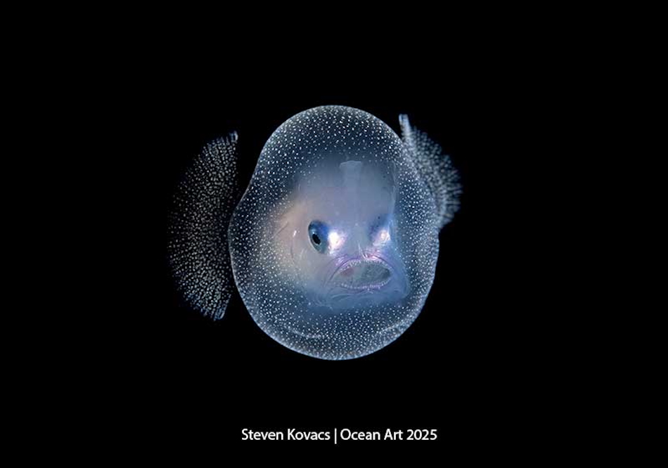 Ein transparenter Fisch mit leuchtenden Augen, der die geheimnisvolle Schönheit der Unterwasserwelt offenbart.