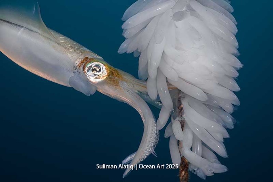 Ein majestätischer Tintenfisch schwimmt zwischen durchscheinenden Eiern in einer faszinierenden Unterwasserwelt.