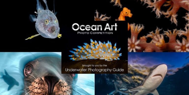 Oceanart2025winners bandeau