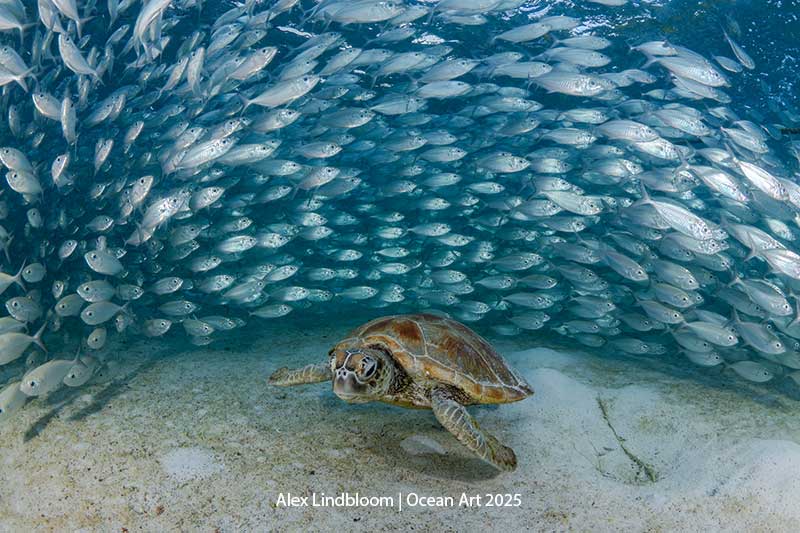 Eine Meeresschildkröte bewegt sich friedlich zwischen einem Schwarm schillernder Fische in einer lebendigen Unterwasserlandschaft.