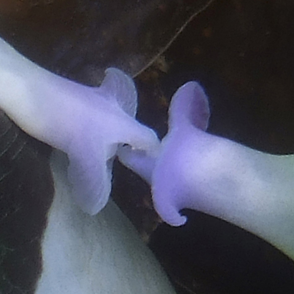 Zwei zart gefärbte Nacktschnecken treffen sich in einer lebendigen Unterwasserumgebung.