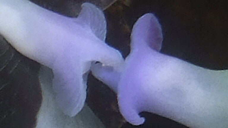 2. Nembrotha deetail69 Kopie